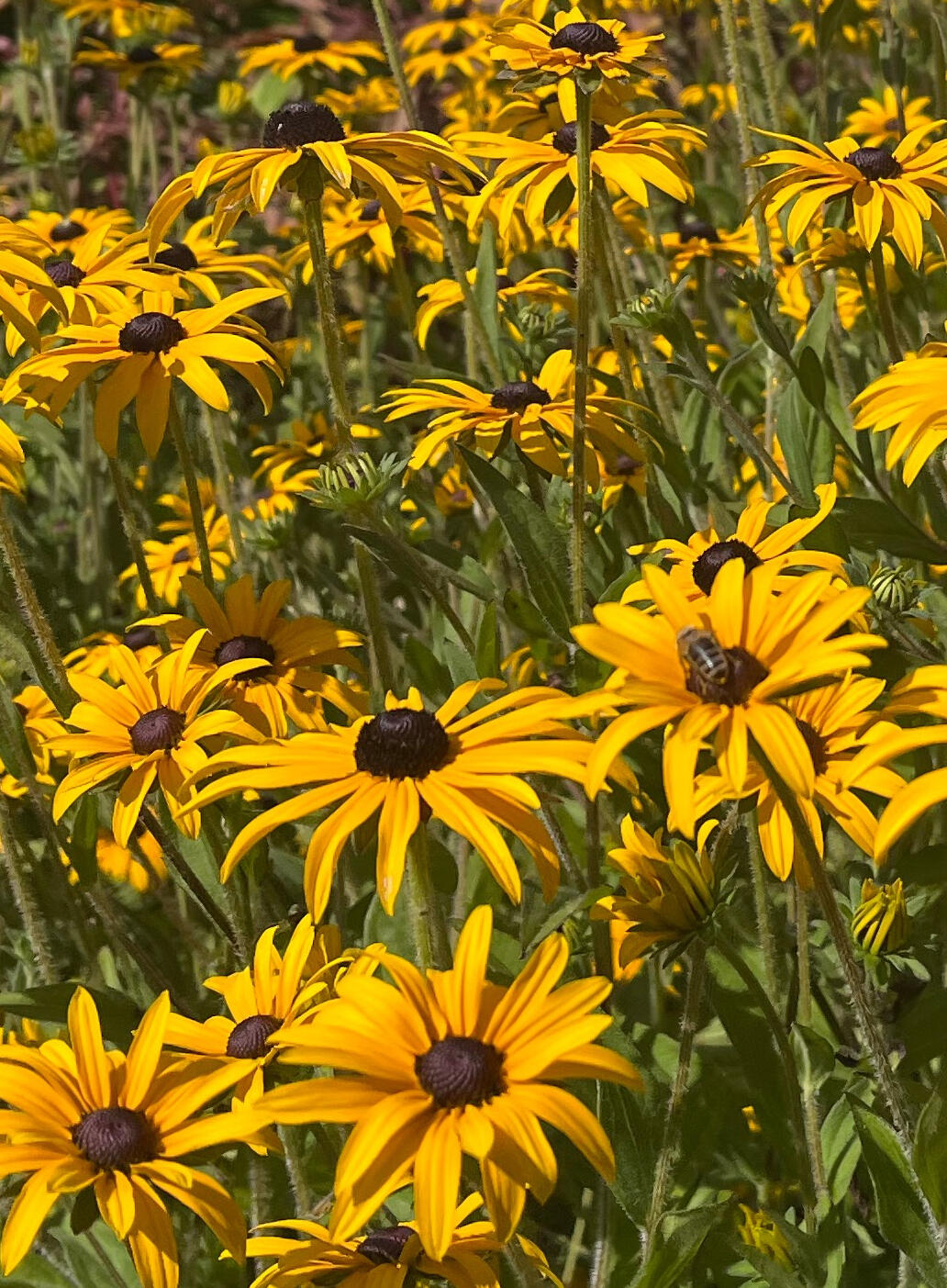Yellow Yellow flowers nourishing busy bees